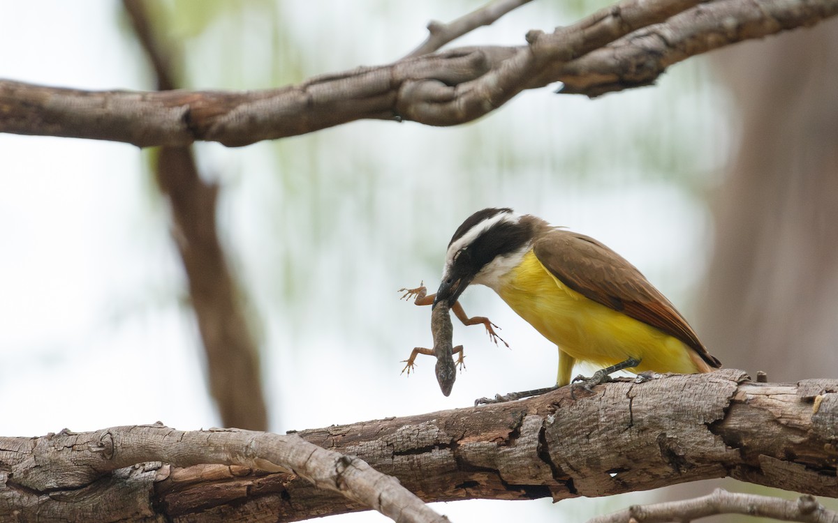 Great Kiskadee - ML635372117