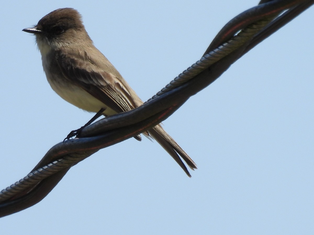 Eastern Phoebe - ML635372119