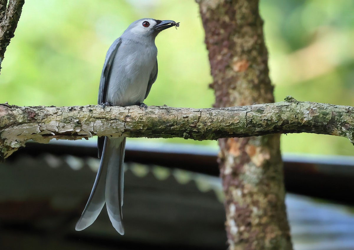 Ashy Drongo (Hainan/White-cheeked/White-lored) - ML635372122