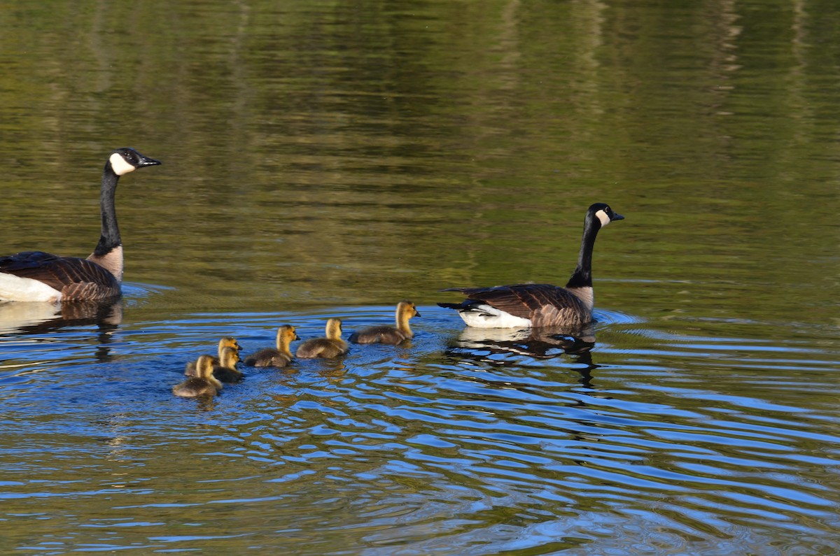 Canada Goose - ML635372123