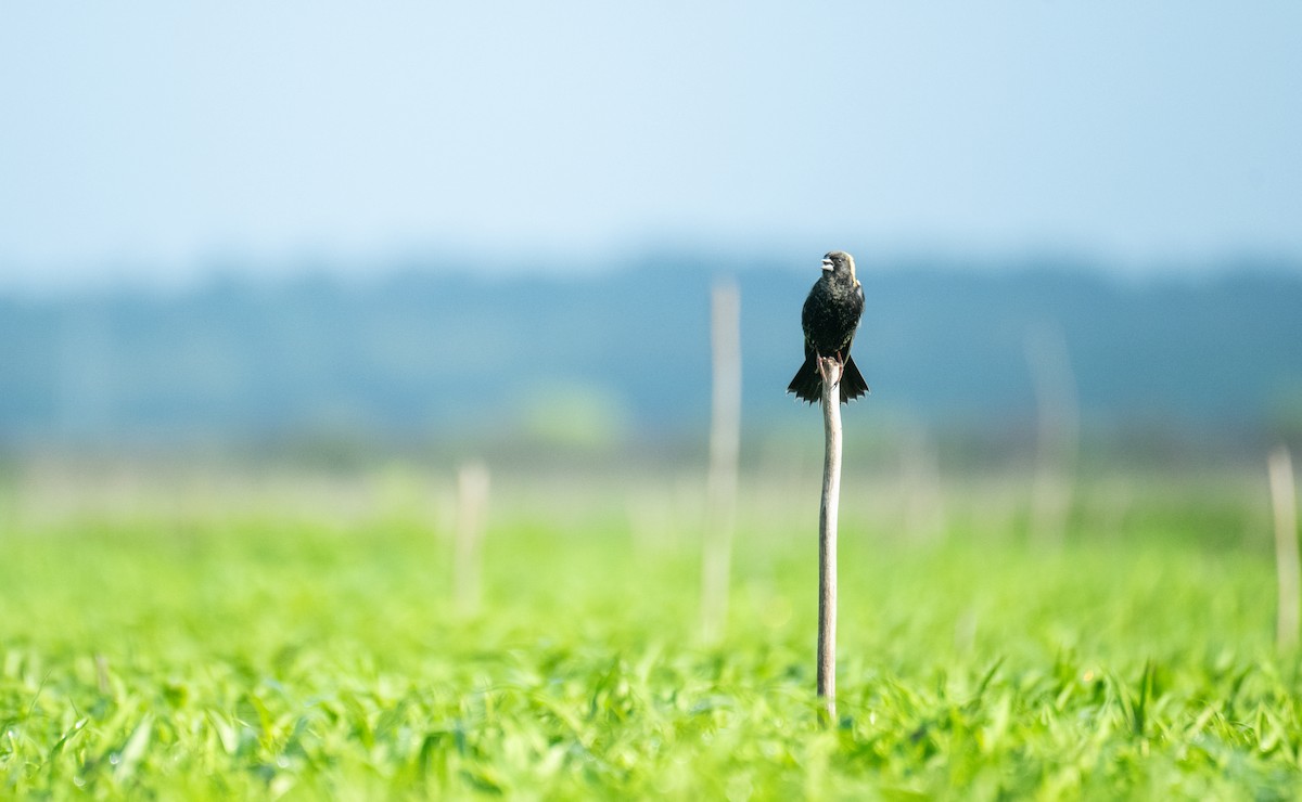 Bobolink - ML635372124