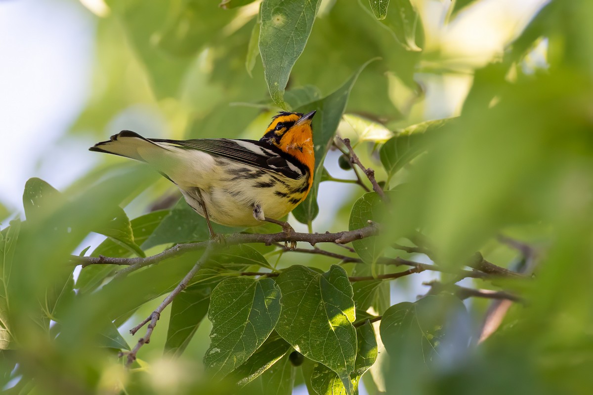 Blackburnian Warbler - ML635372129