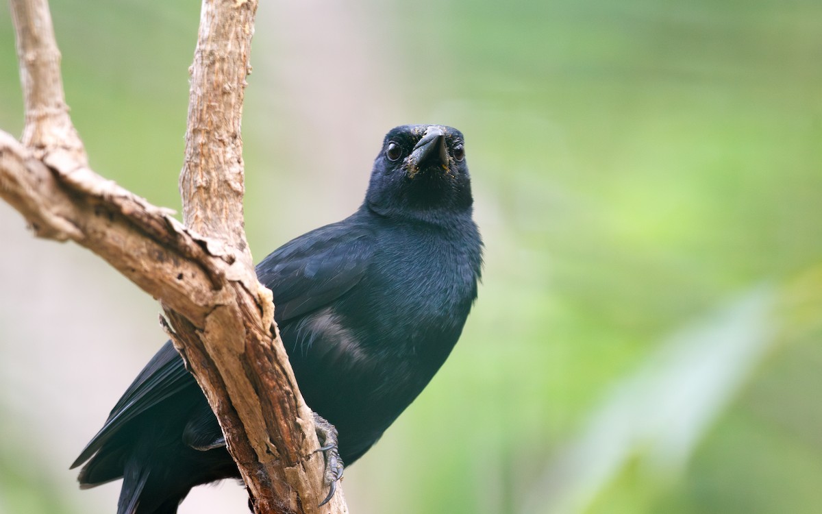Melodious Blackbird - ML635372130