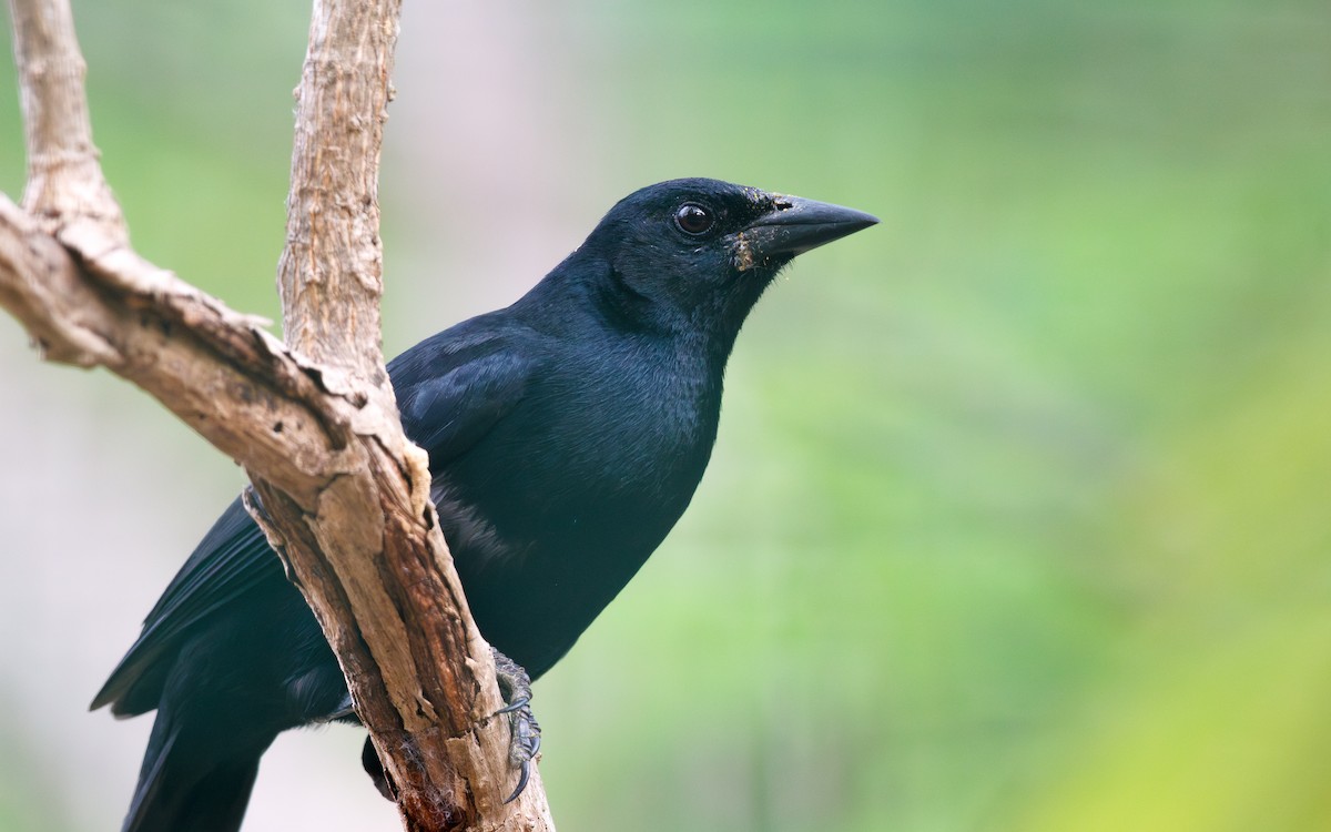 Melodious Blackbird - ML635372131