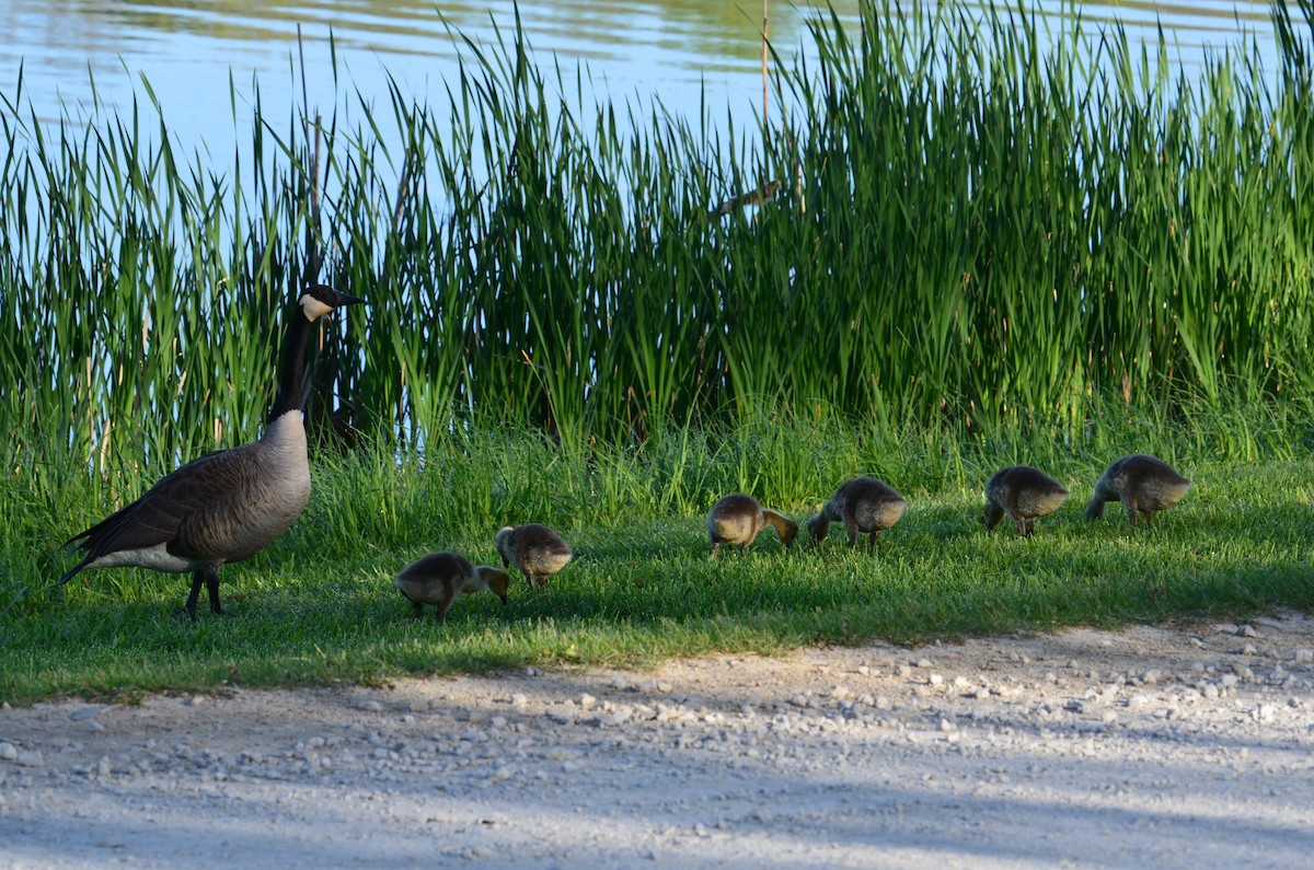 Canada Goose - ML635372132