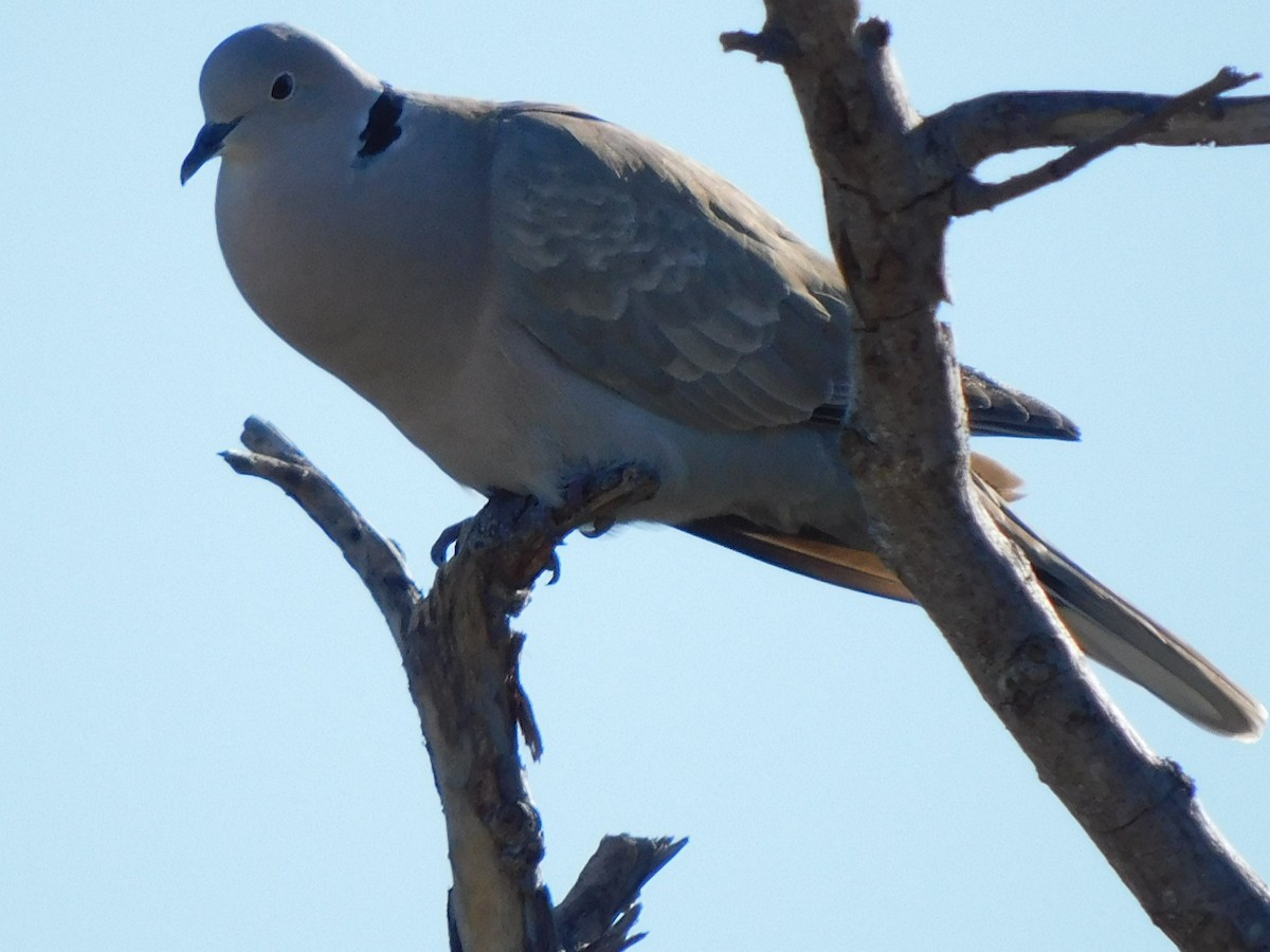 Eurasian Collared-Dove - ML635372135