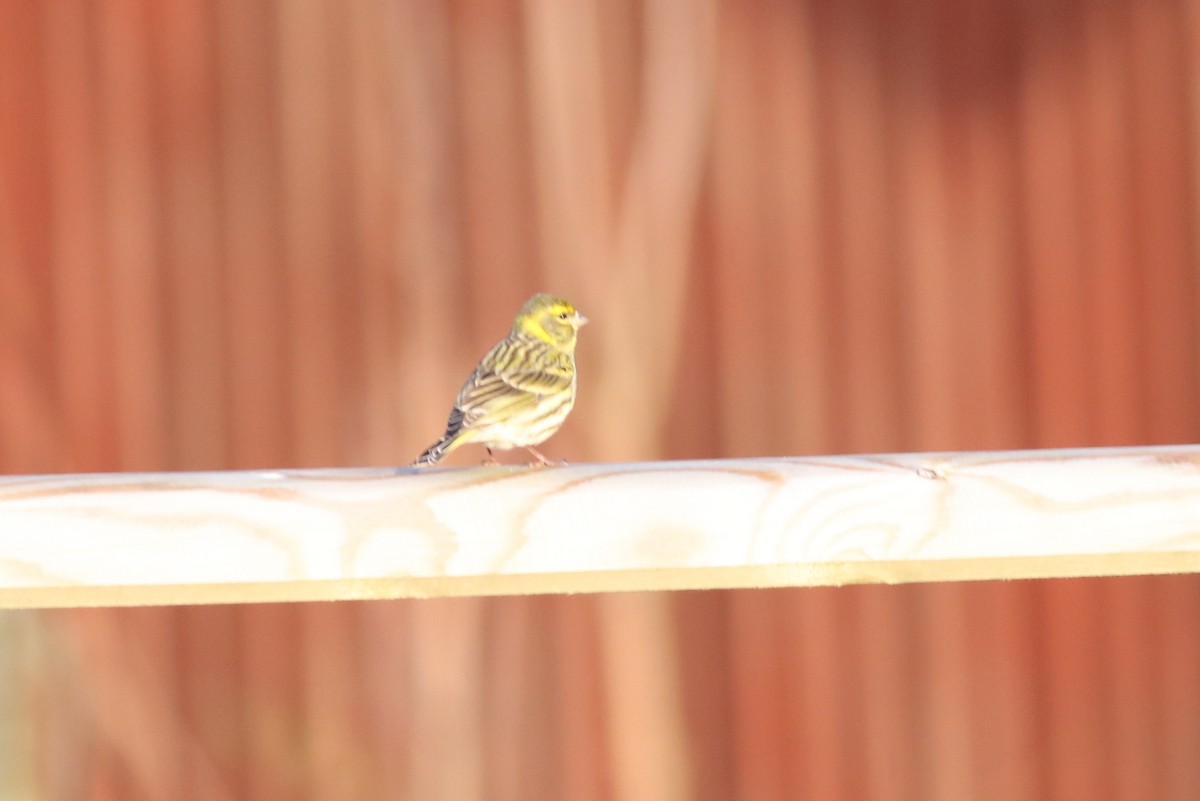 European Serin - ML635372136