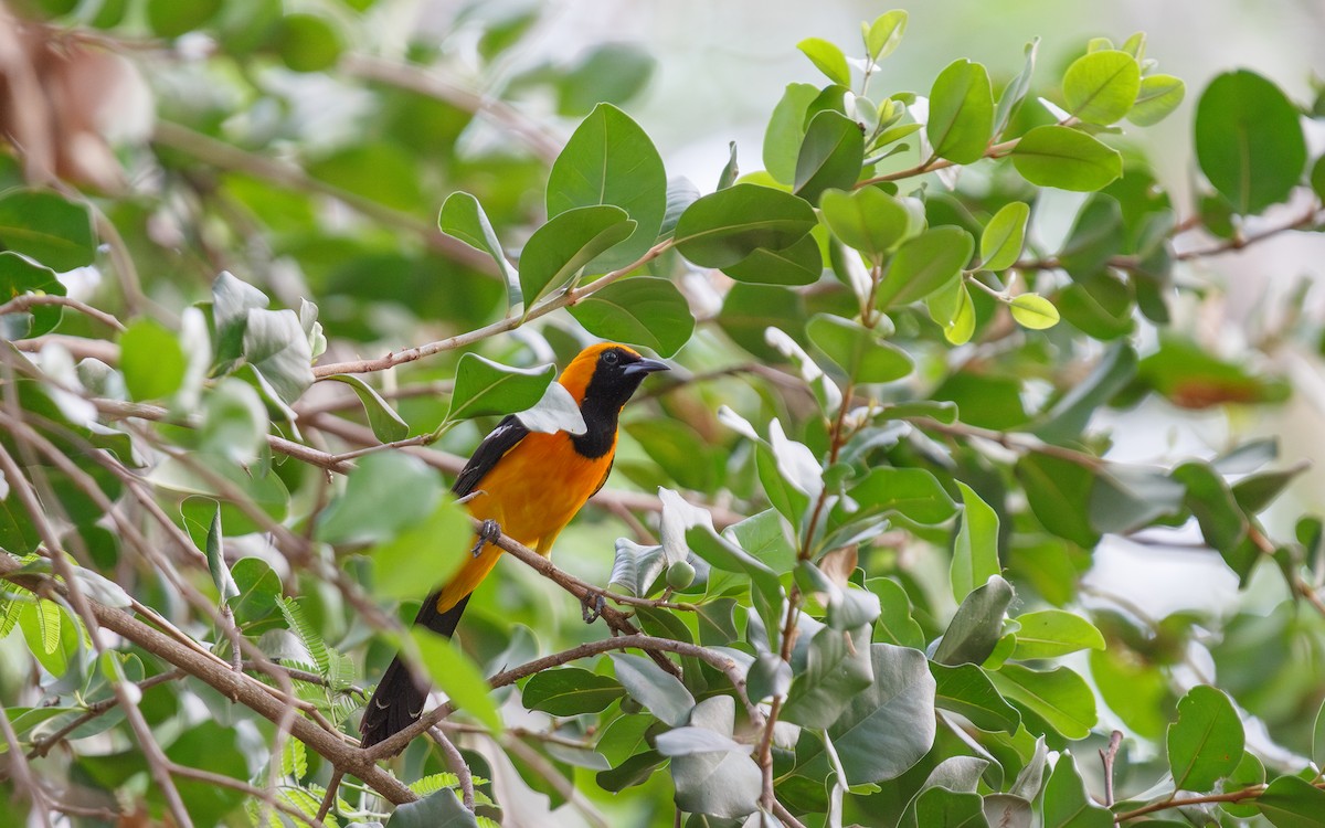Hooded Oriole (igneus) - ML635372137