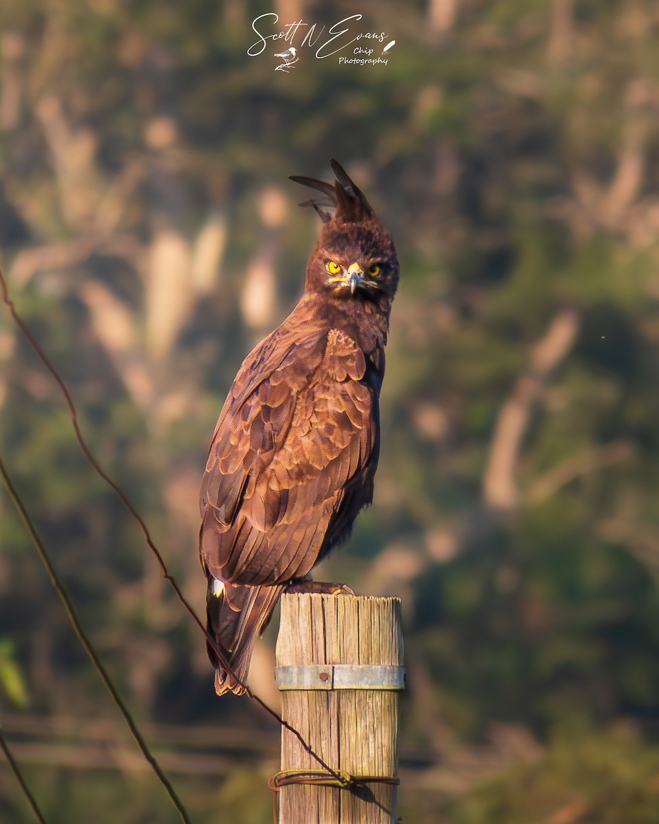 Long-crested Eagle - ML635372138