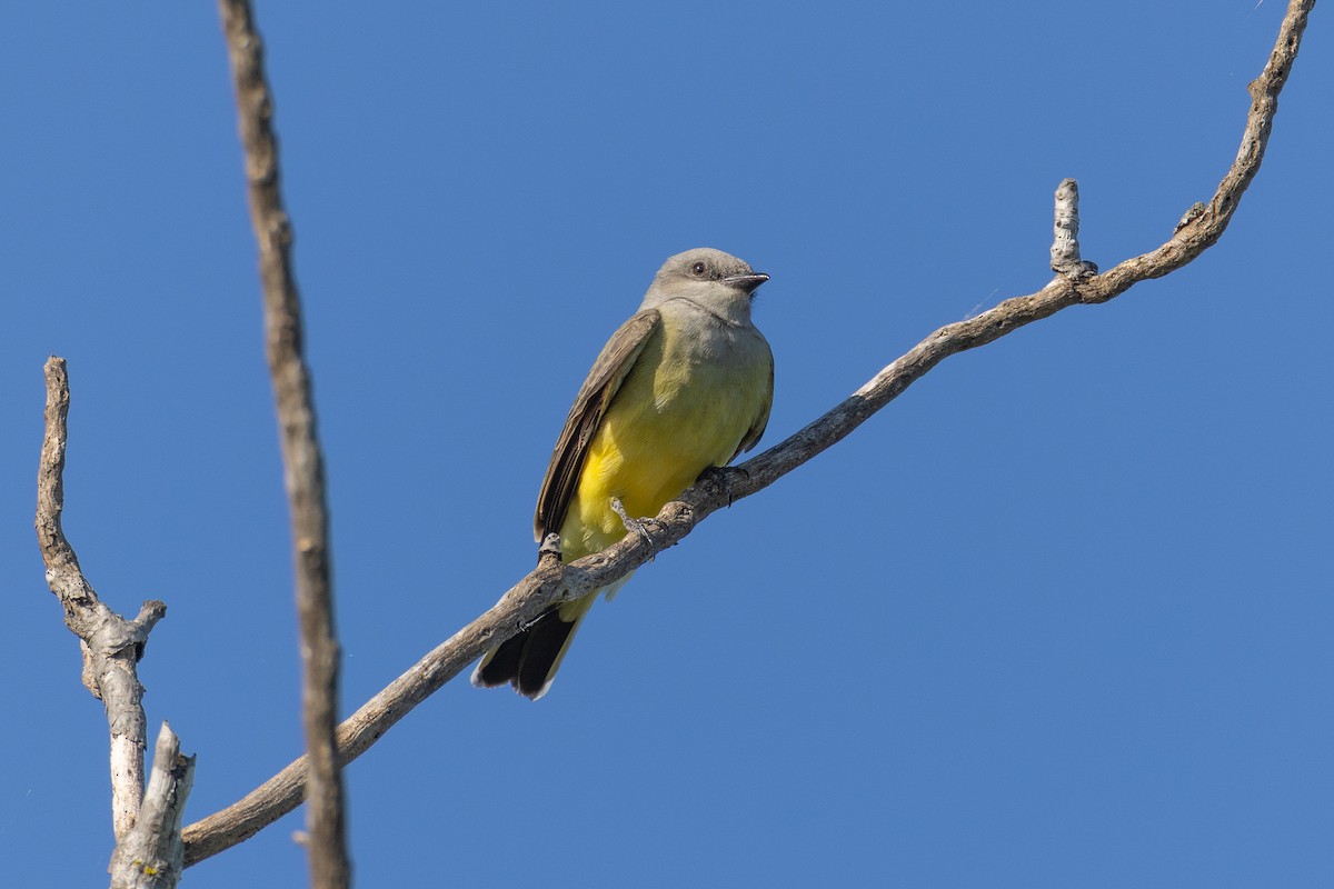 Western Kingbird - ML635372139