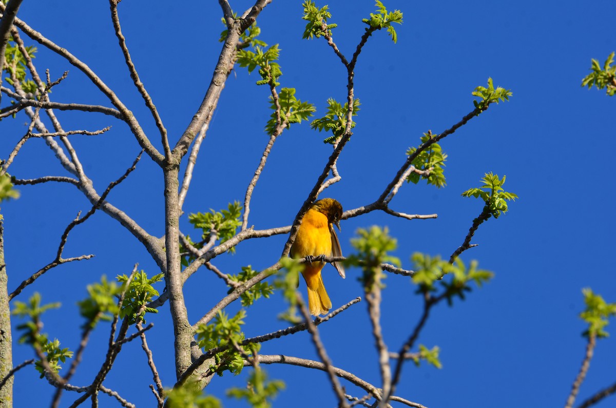 Baltimore Oriole - ML635372143