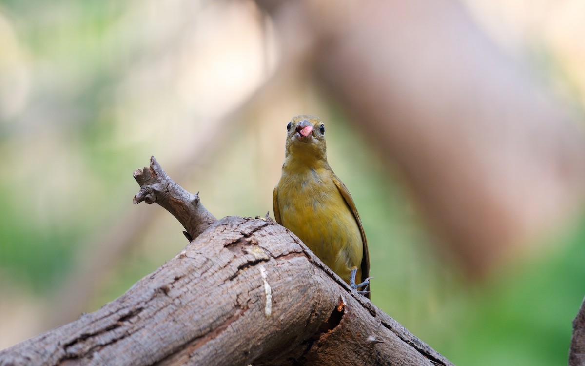 Summer Tanager - ML635372149