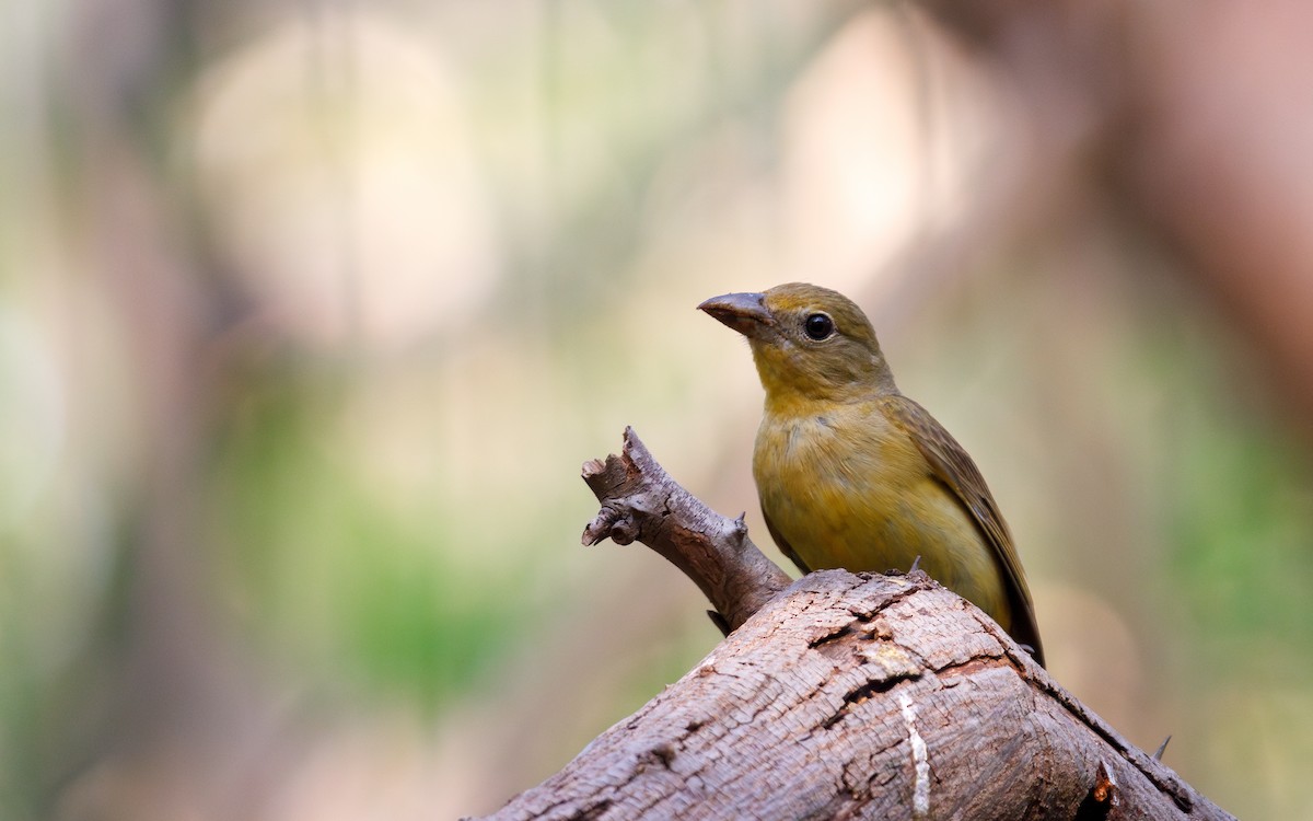Summer Tanager - ML635372150