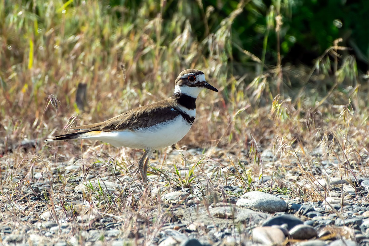 Killdeer - ML635372153