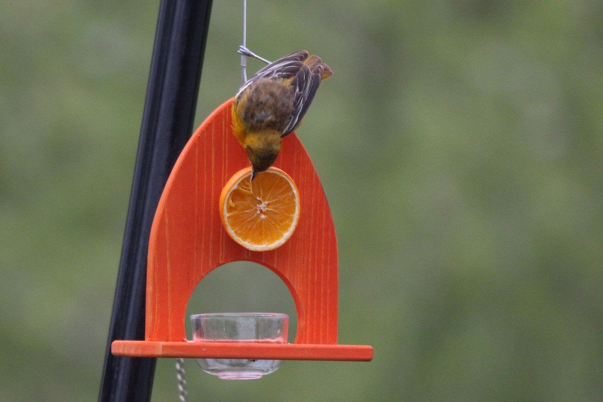 Baltimore Oriole - ML635372154