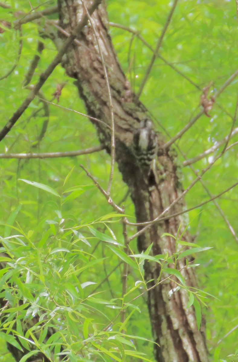 Downy Woodpecker - ML635372161