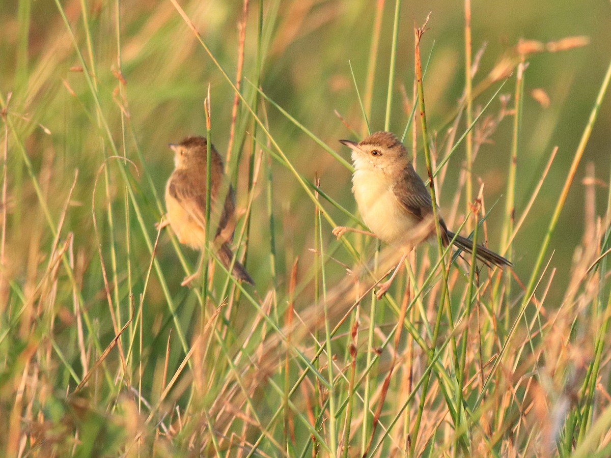 Plain Prinia - ML635372169