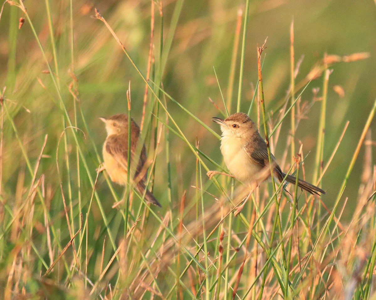 Plain Prinia - ML635372170