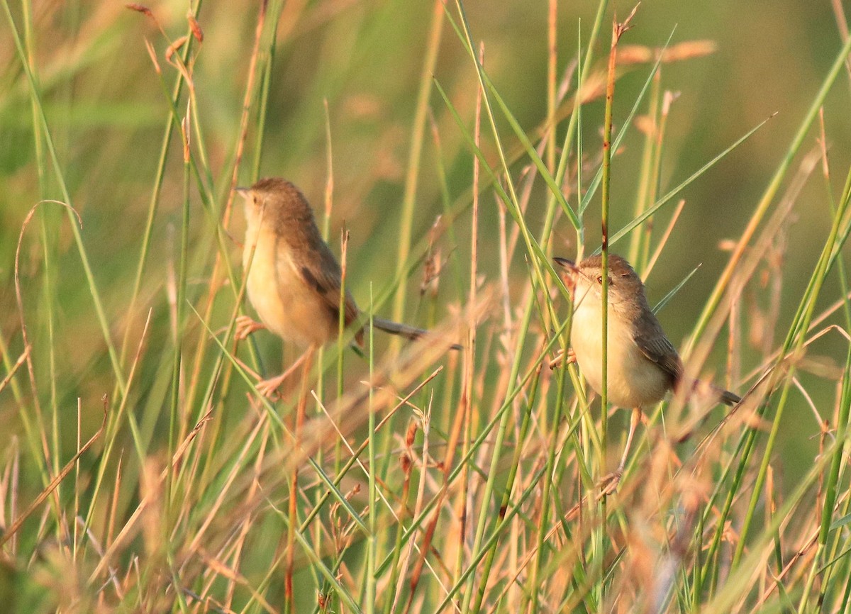 Plain Prinia - ML635372172