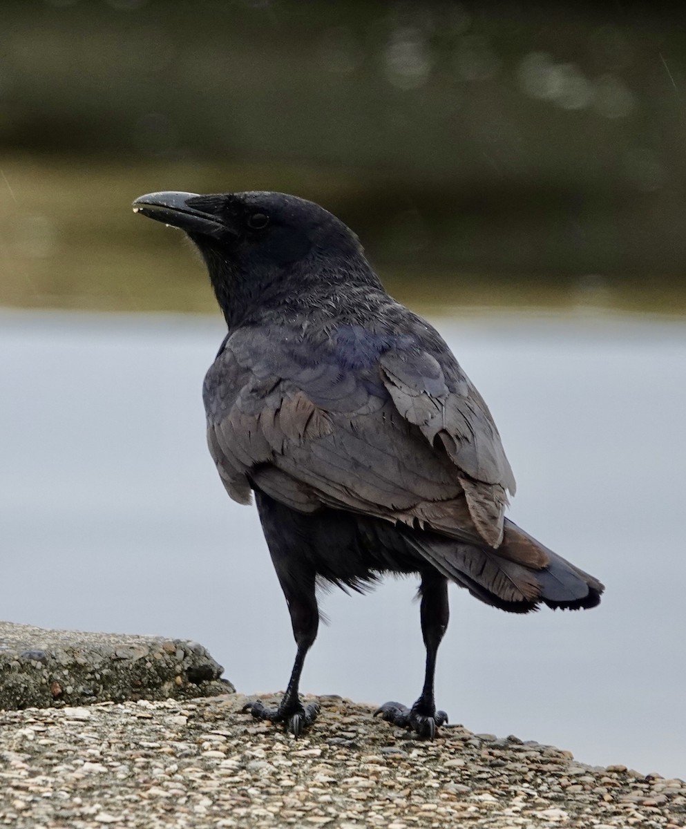 Fish Crow - ML635372179
