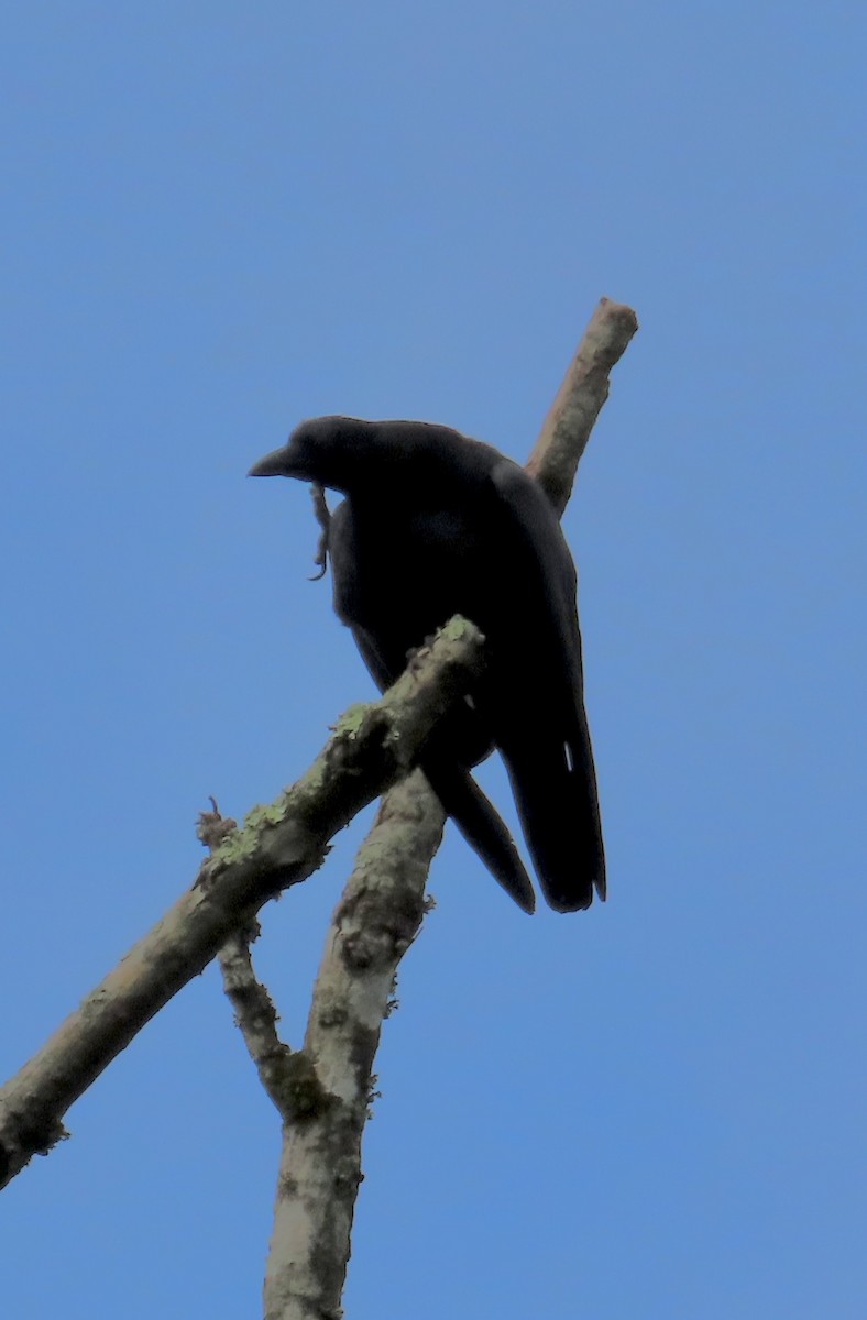 American Crow - ML635372181