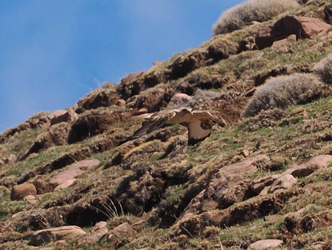 Long-legged Buzzard (Atlas) - ML635372213