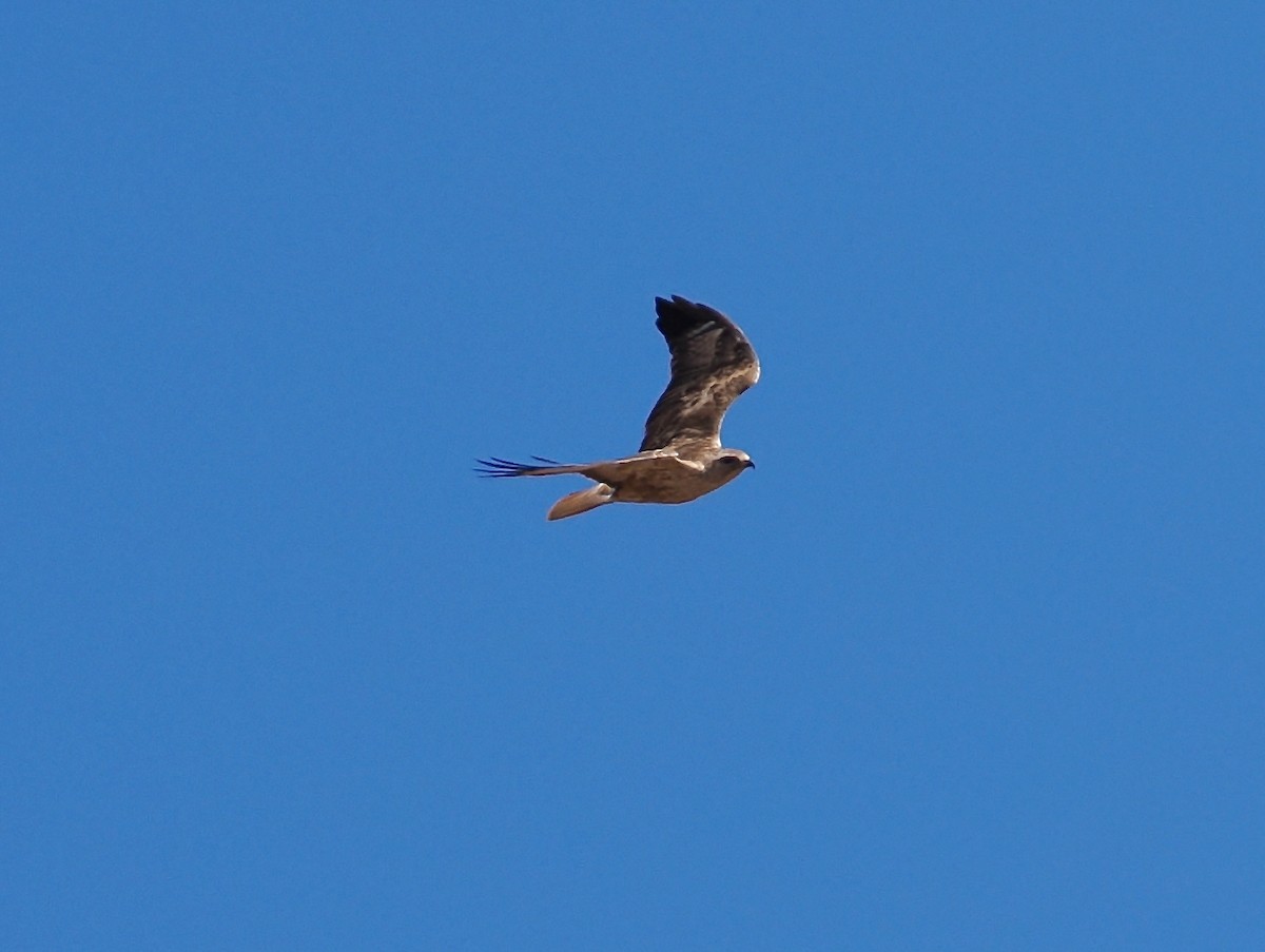 Long-legged Buzzard (Atlas) - ML635372224