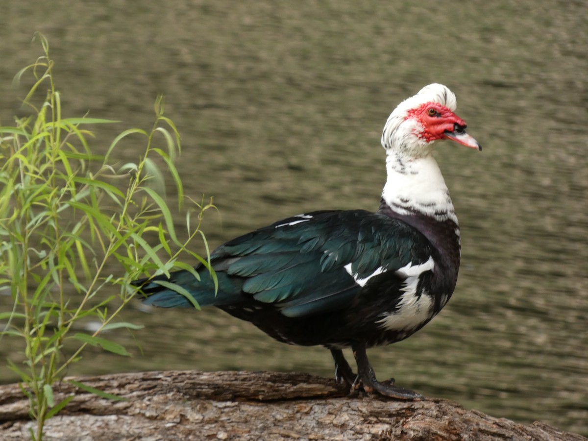 Muscovy Duck (Domestic type) - ML635372264