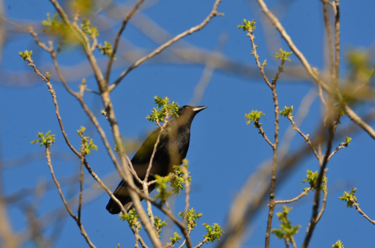 American Crow - ML635372276