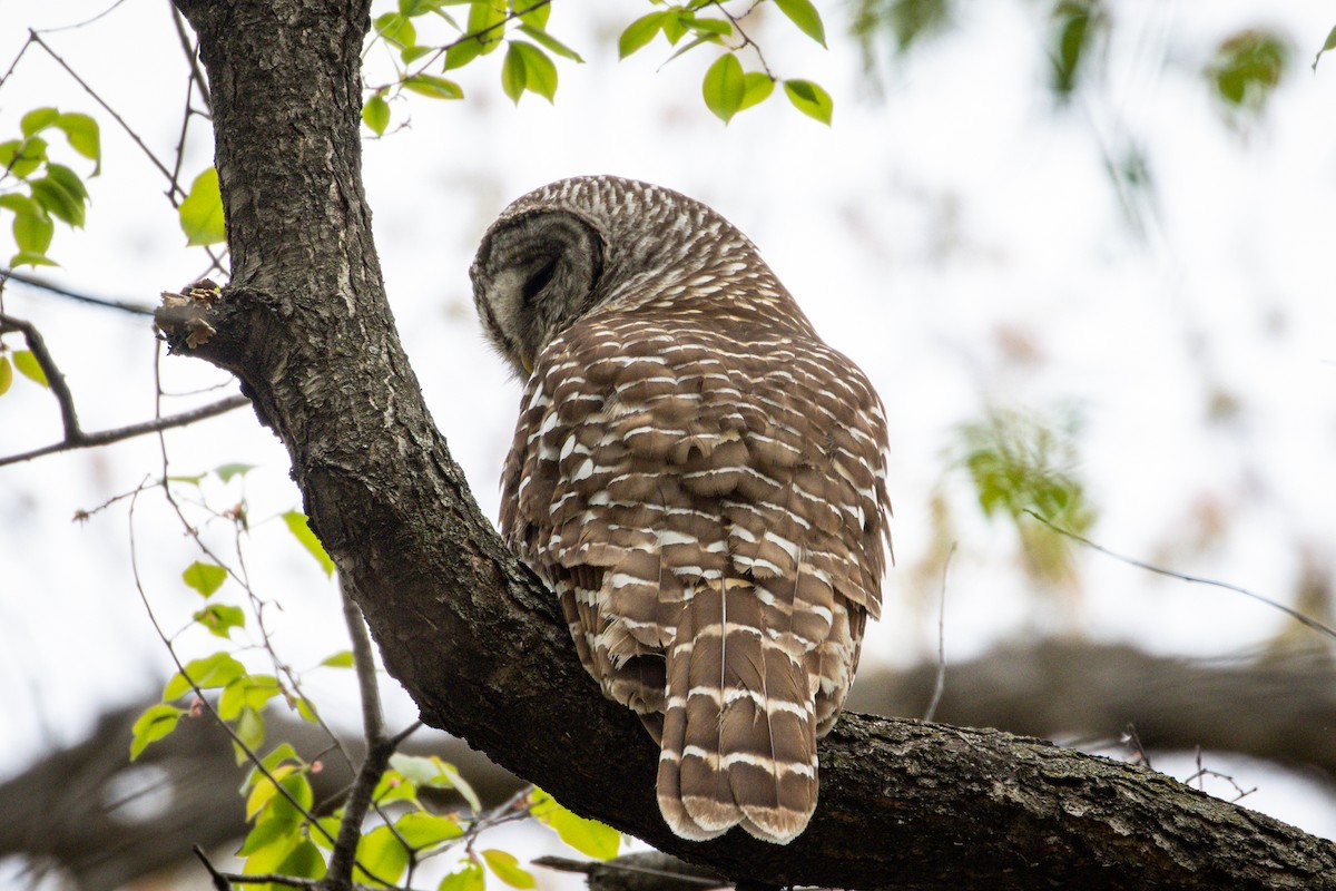 Barred Owl - ML635372403