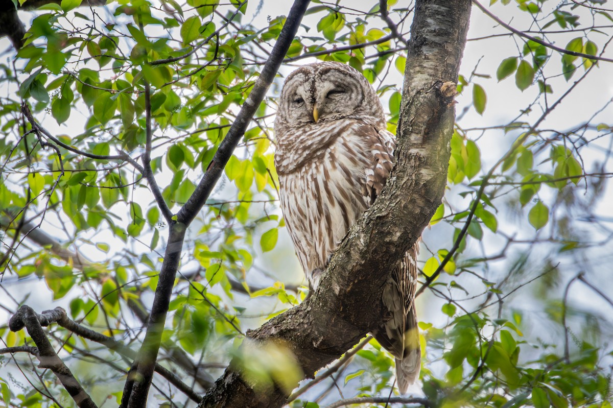 Barred Owl - ML635372404