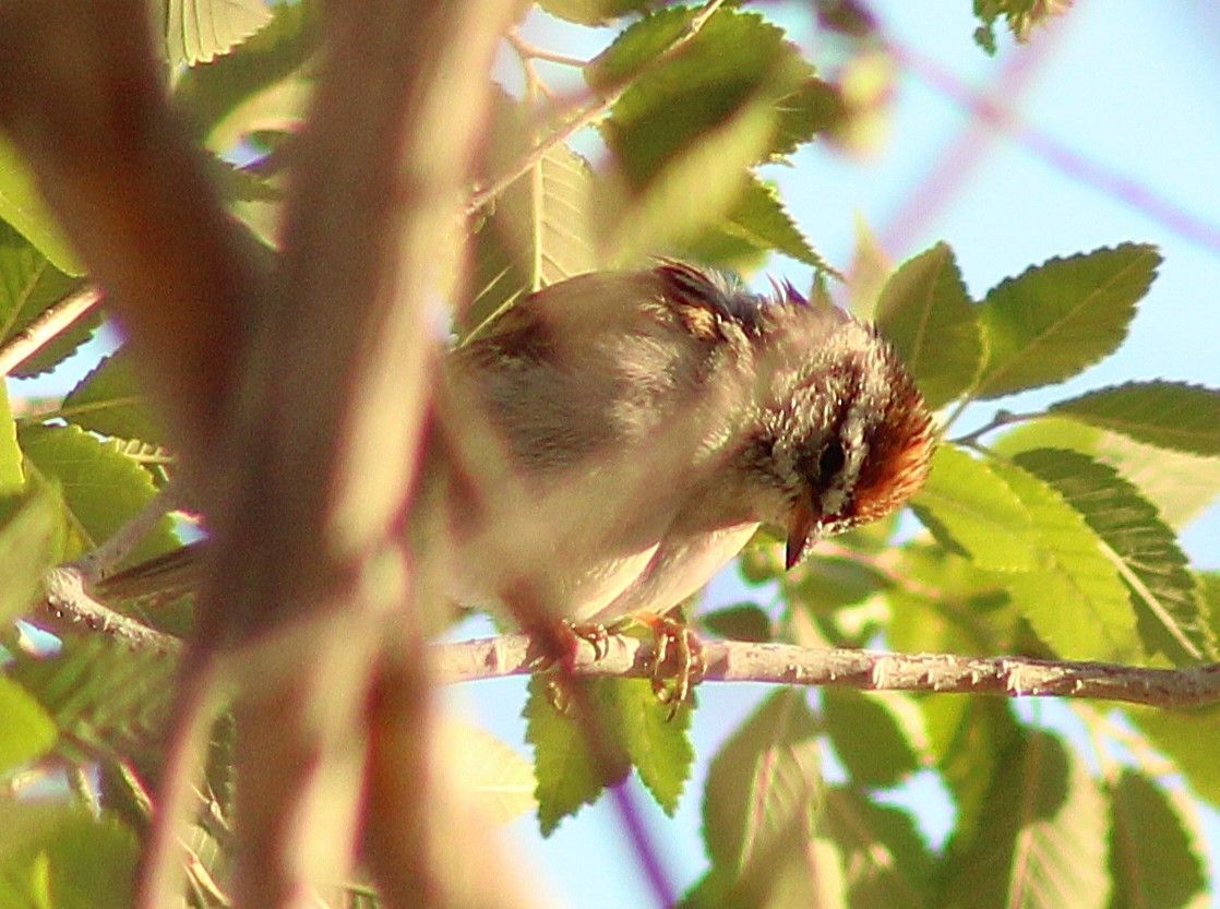 Chipping Sparrow - ML635372415