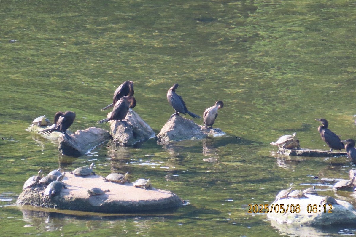 Double-crested Cormorant - ML635372422