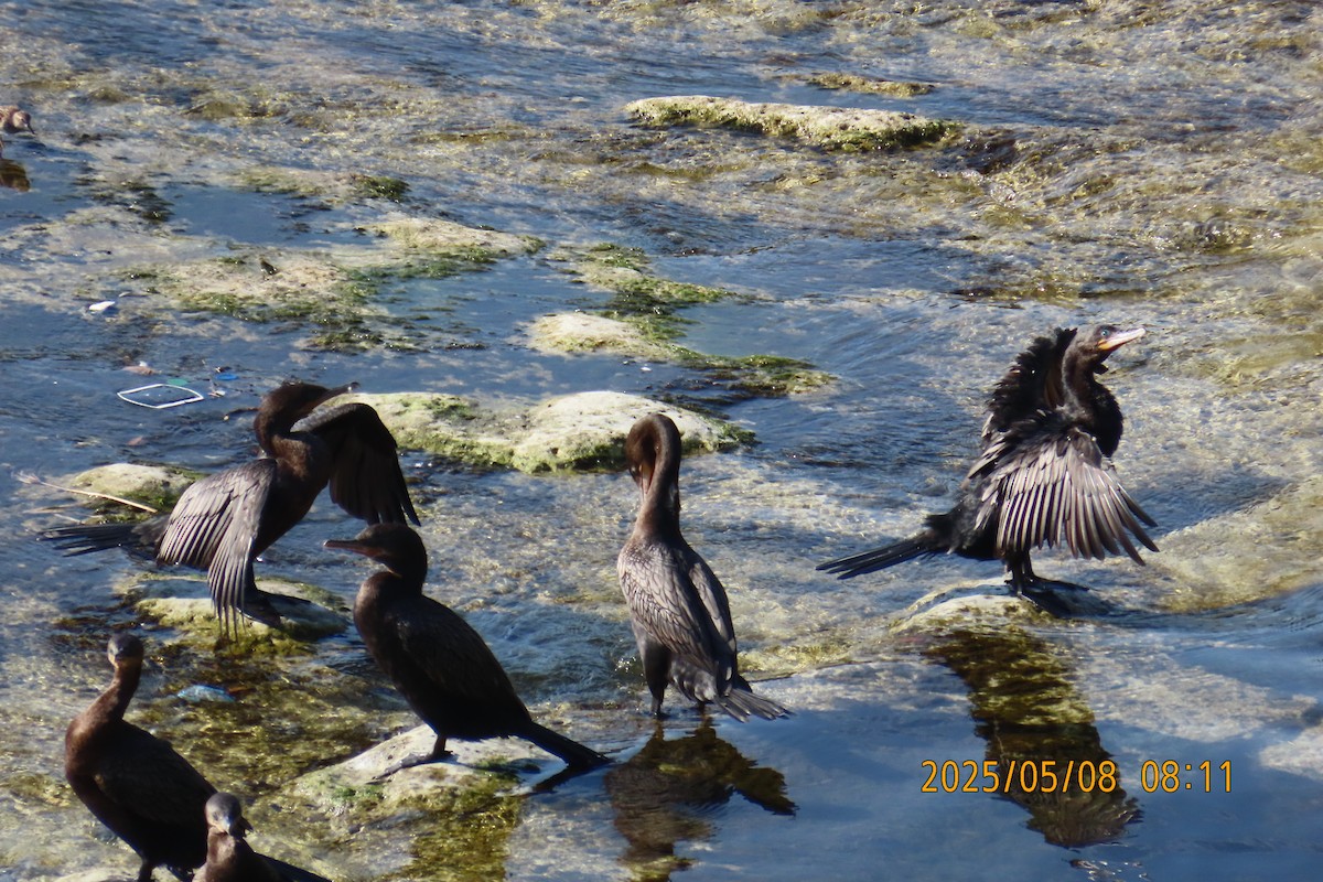 Double-crested Cormorant - ML635372423