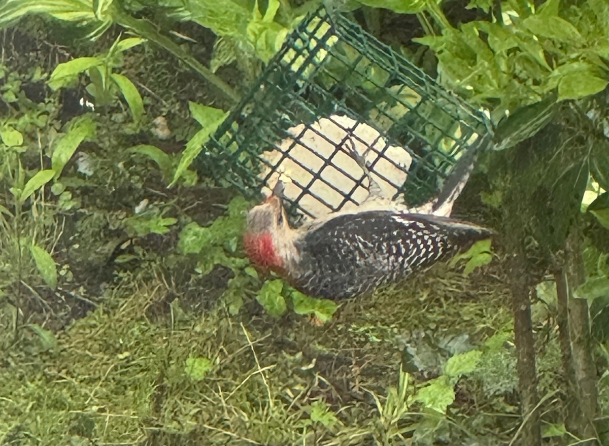 Red-bellied Woodpecker - ML635372444
