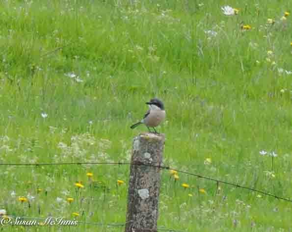 Iberian Gray Shrike - ML635372445