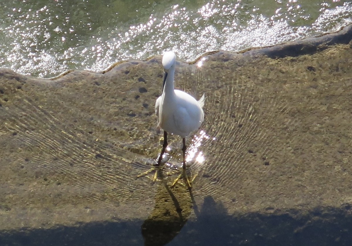 Snowy Egret - ML635372449
