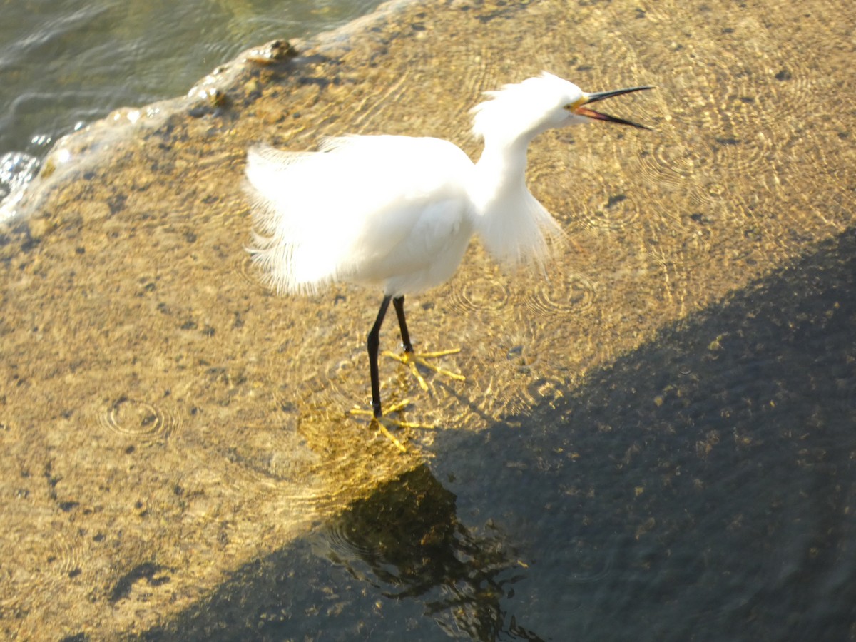 Snowy Egret - ML635372451