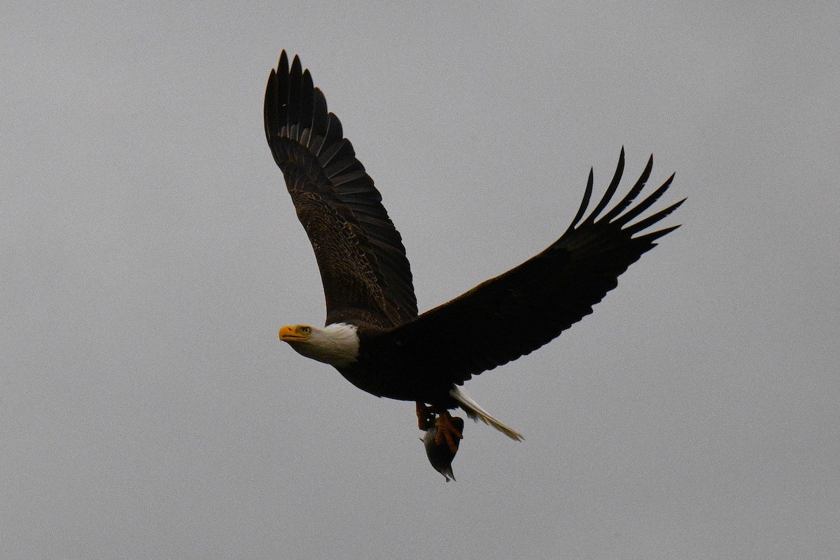Weißkopf-Seeadler - ML635372455