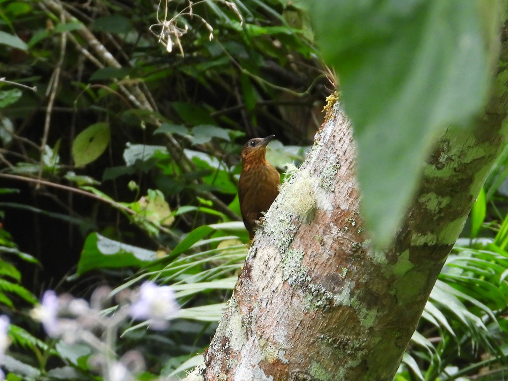 Streak-breasted Treehunter - ML635372461