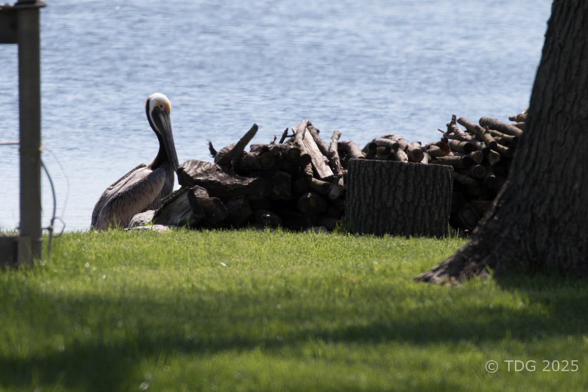 pelikán hnědý - ML635372472