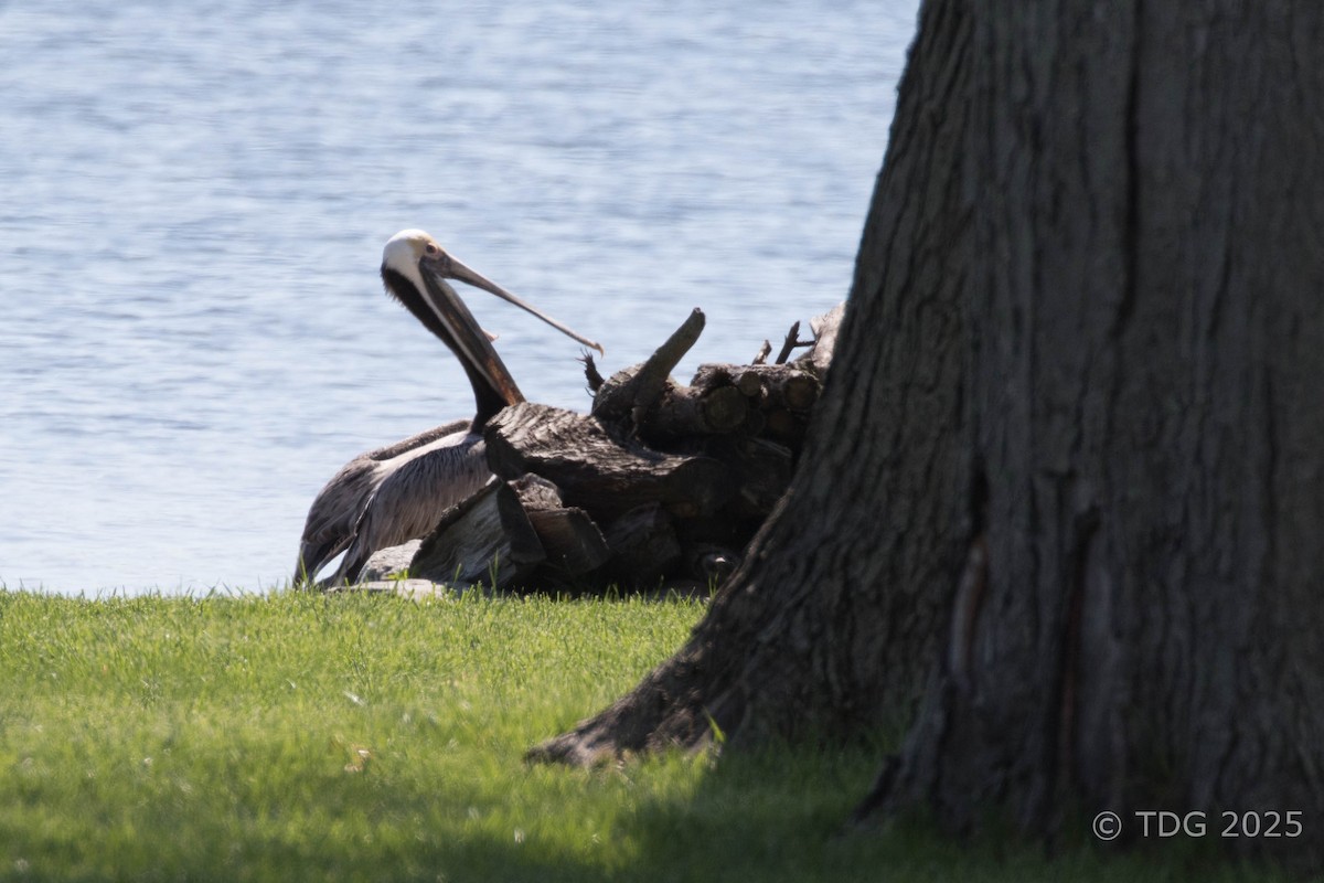 pelikán hnědý - ML635372473