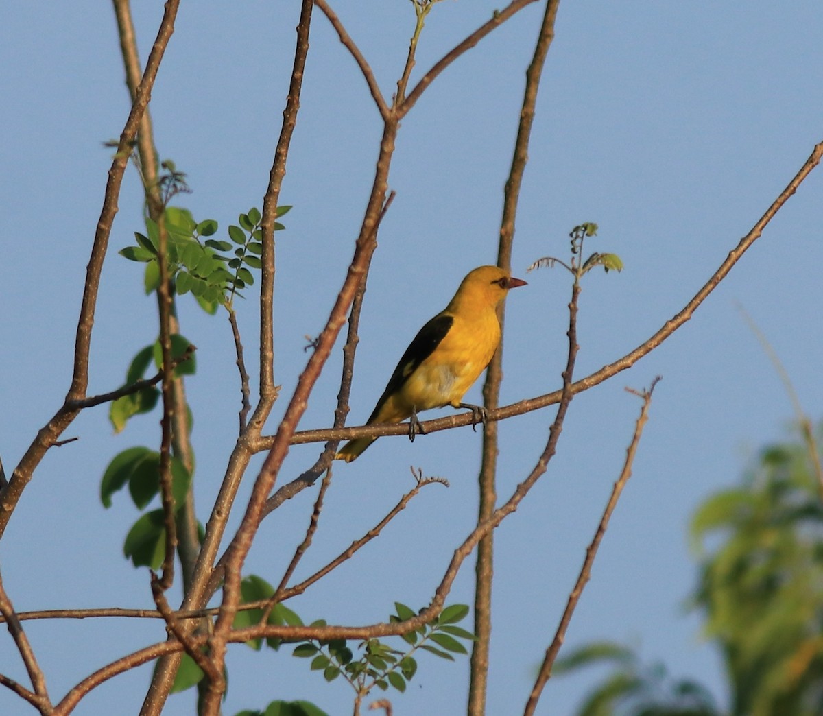 Indian Golden Oriole - ML635372562