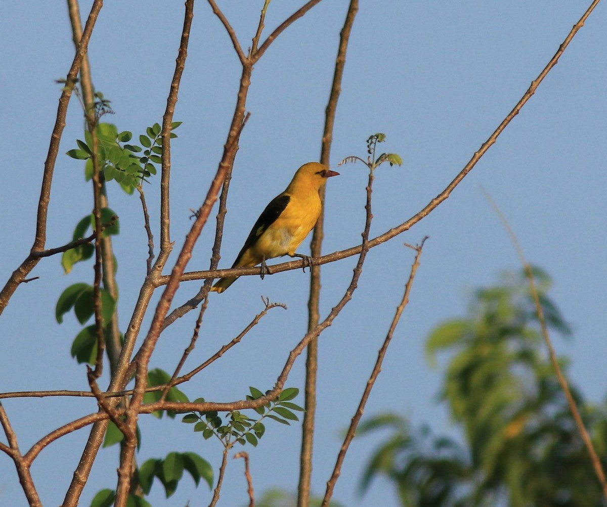 Indian Golden Oriole - ML635372563