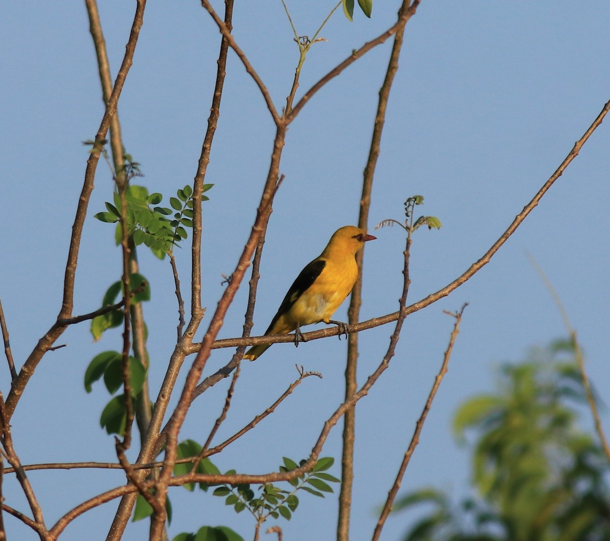 Indian Golden Oriole - ML635372564