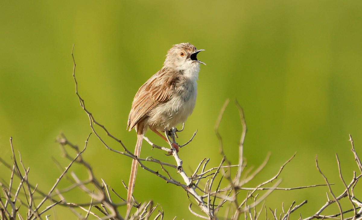 Delicate Prinia - ML635372566