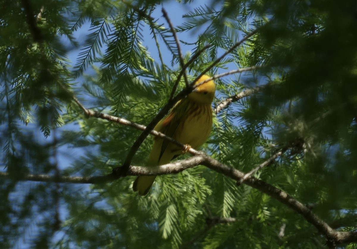 Yellow Warbler (Northern) - ML635372571