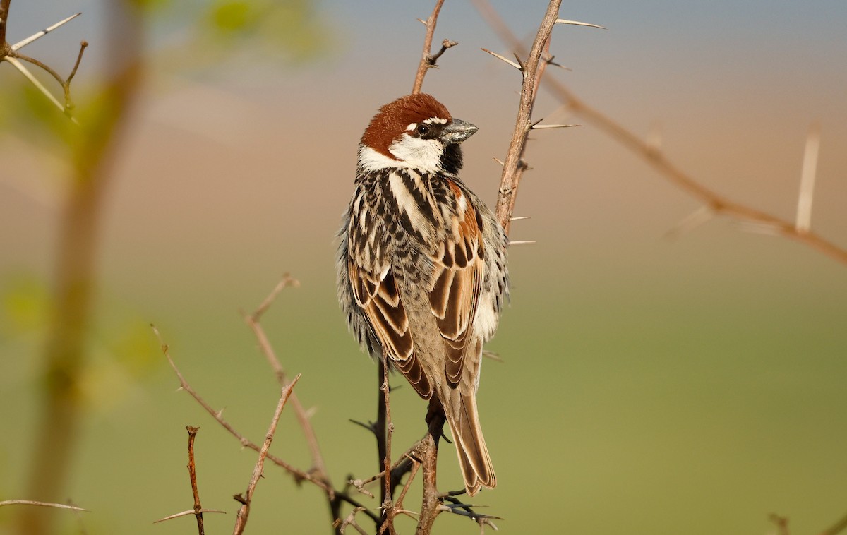 Spanish Sparrow - ML635372575
