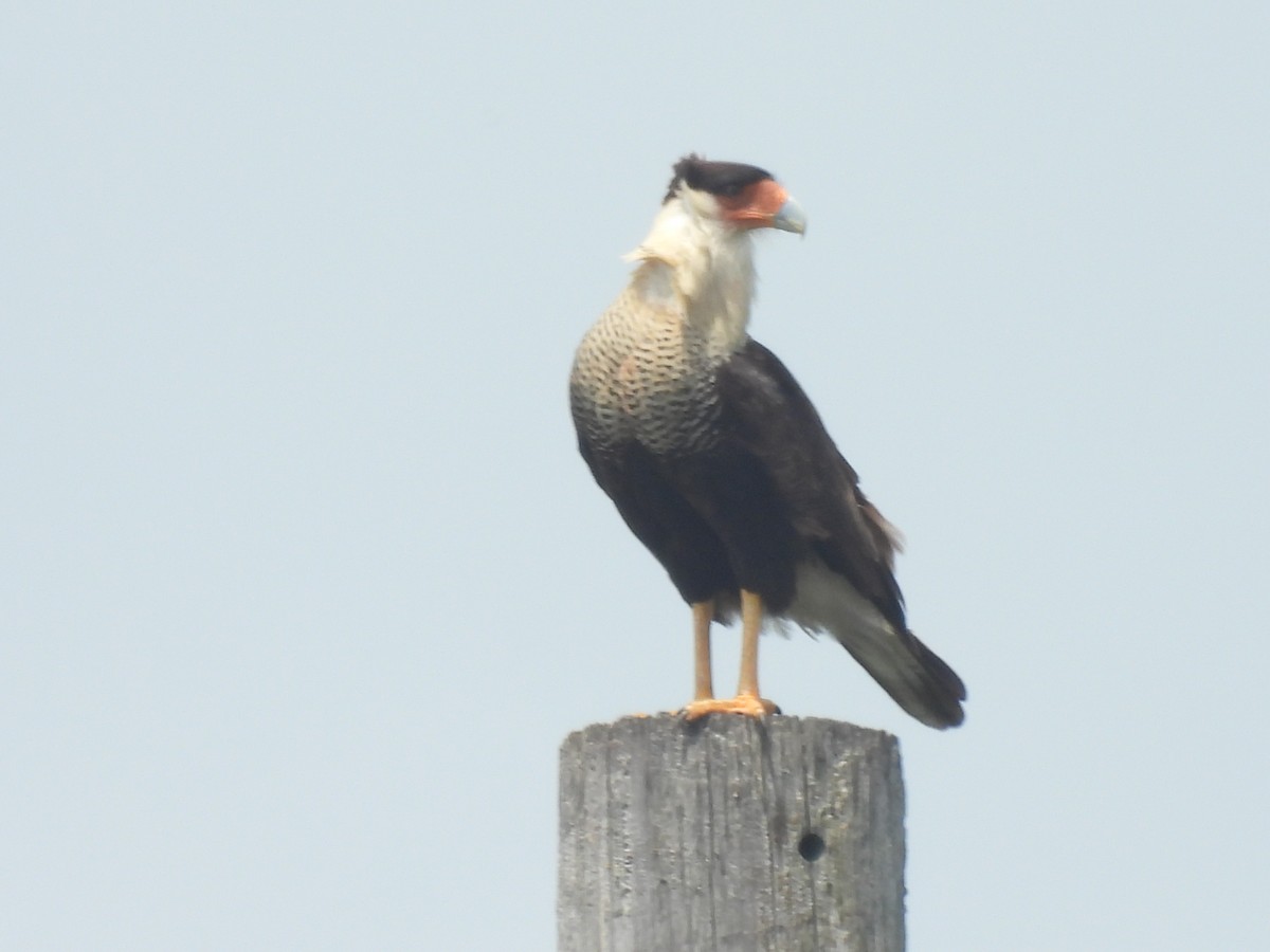 Crested Caracara - ML635372576