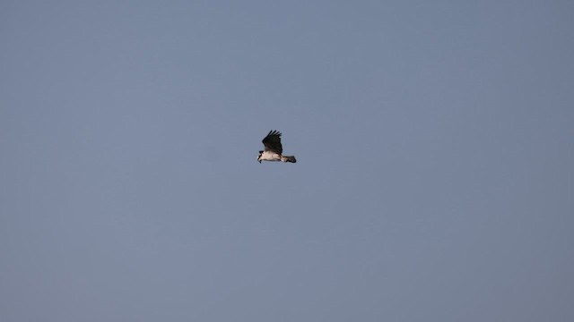 Osprey (American) - ML635372577